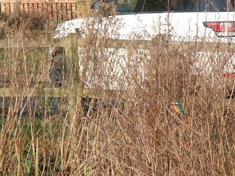 Kingfisher on the village pond 2, January 4th, 2021